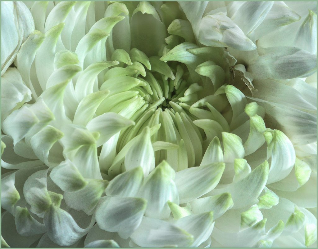 Chrysanthemum - Neal Thompson